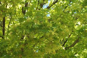 Green leaf maple tree