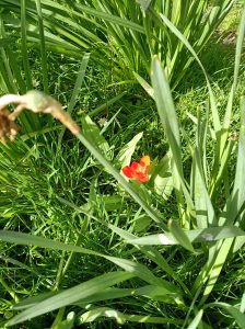 View larger photo: flower under the sun, looks pretty sunny