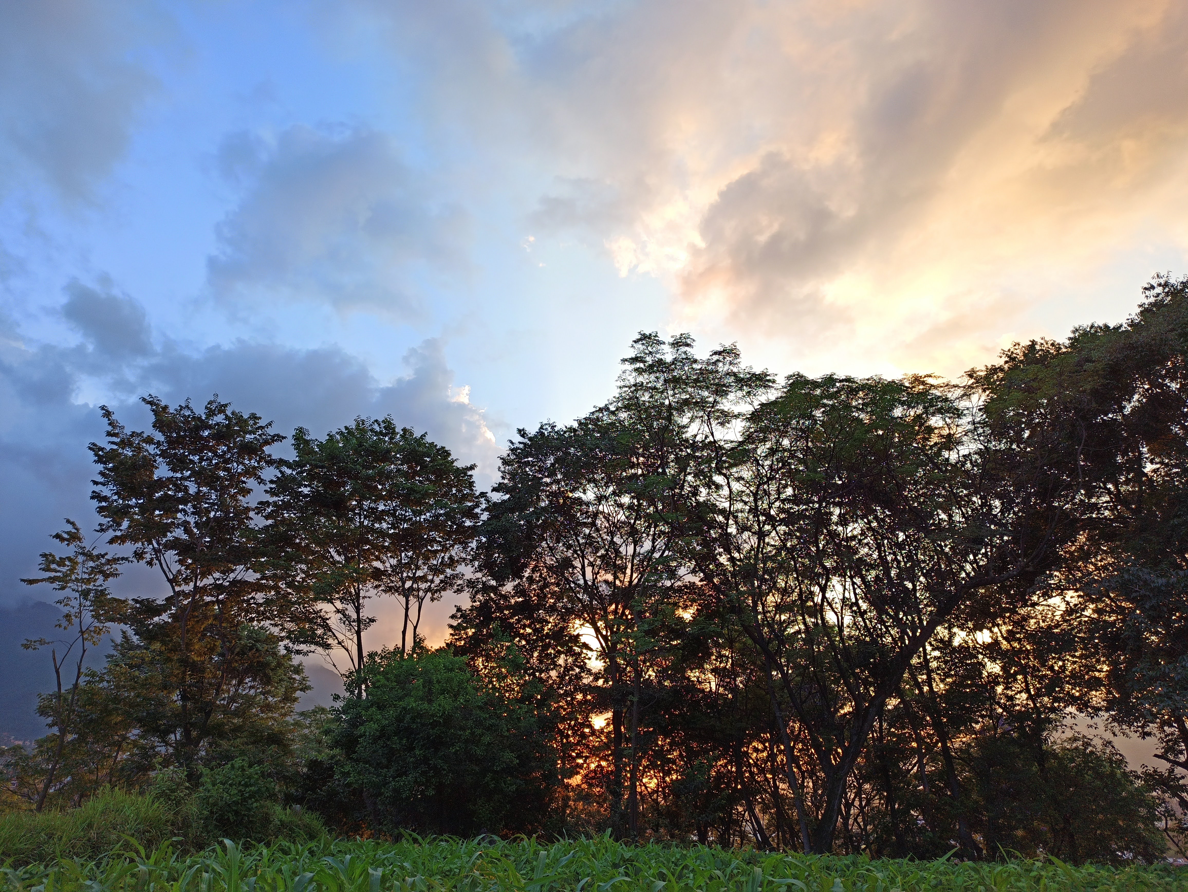 This photo represent sunset time with trees.