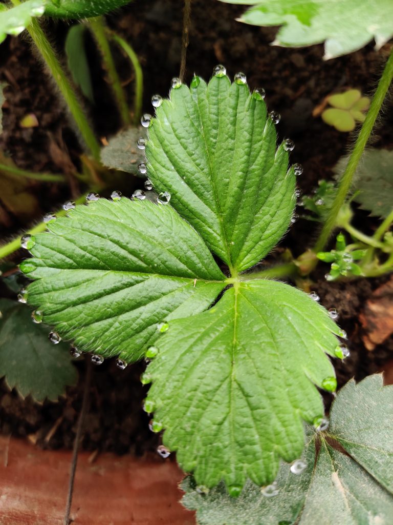 Leaf surrounded by water drops