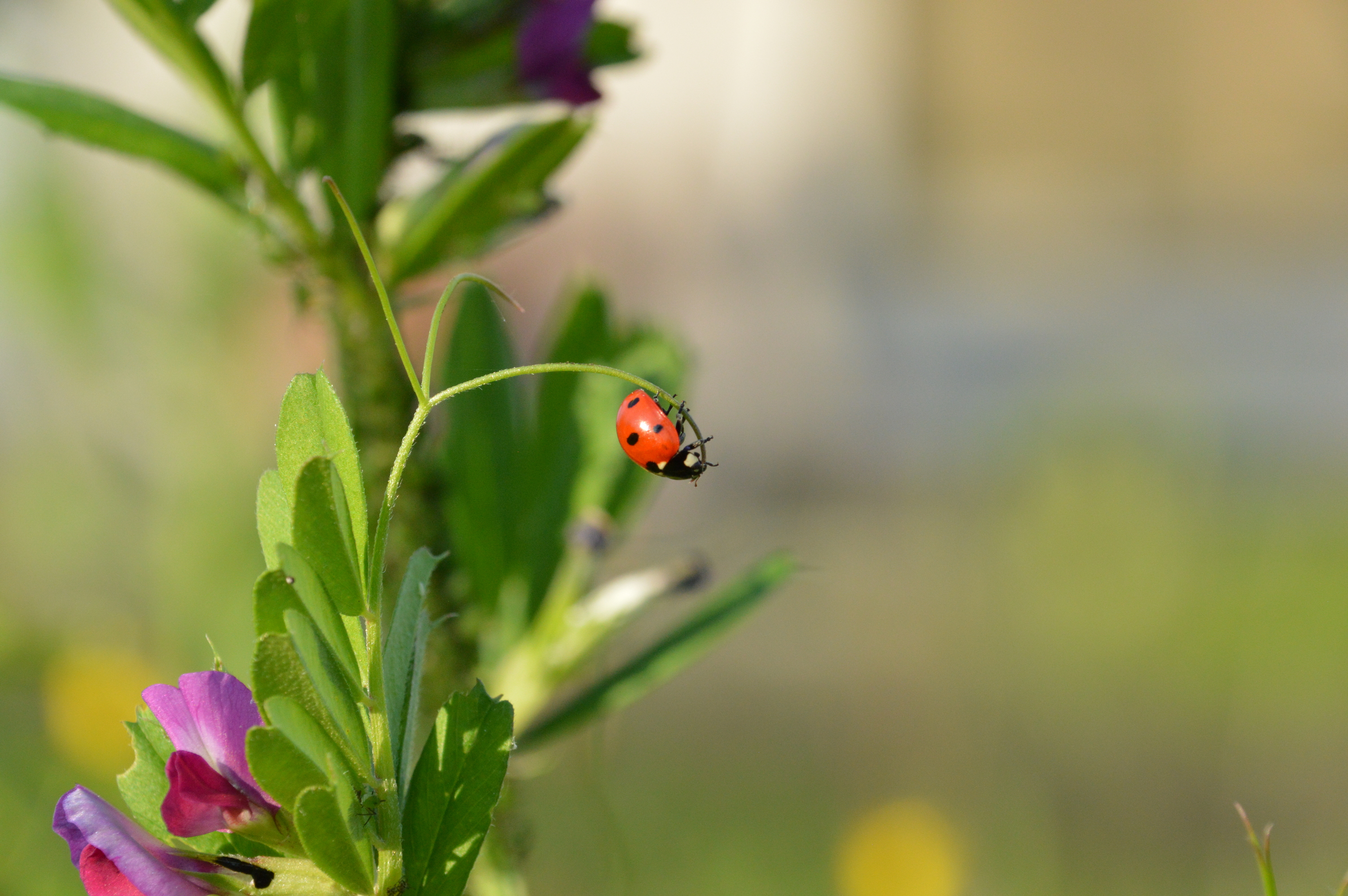 A ladybug hanging from a stem