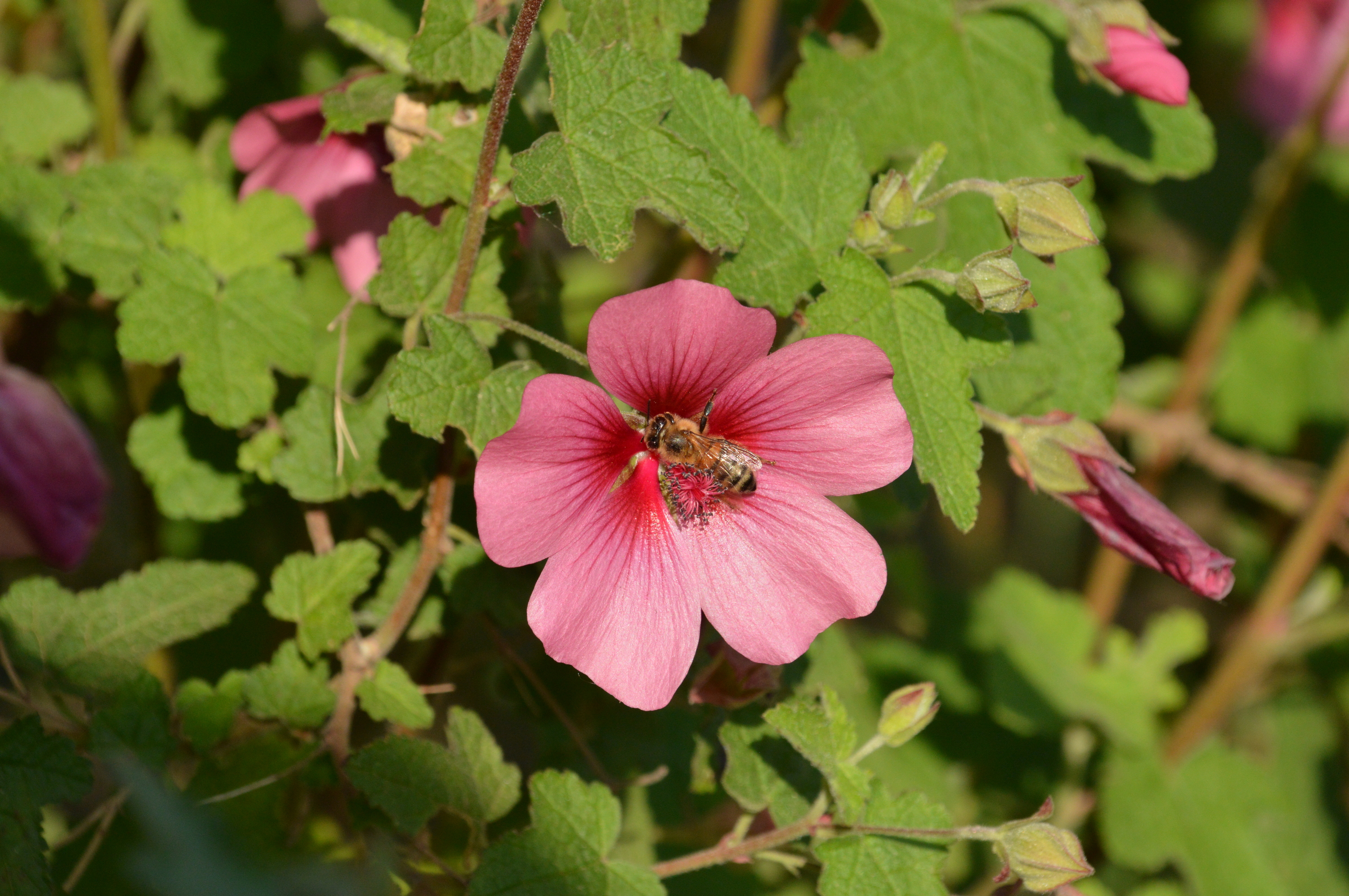 A bee on a flower