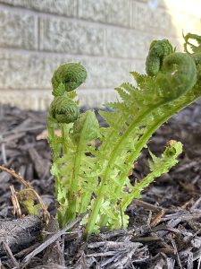 Small green fern curls
