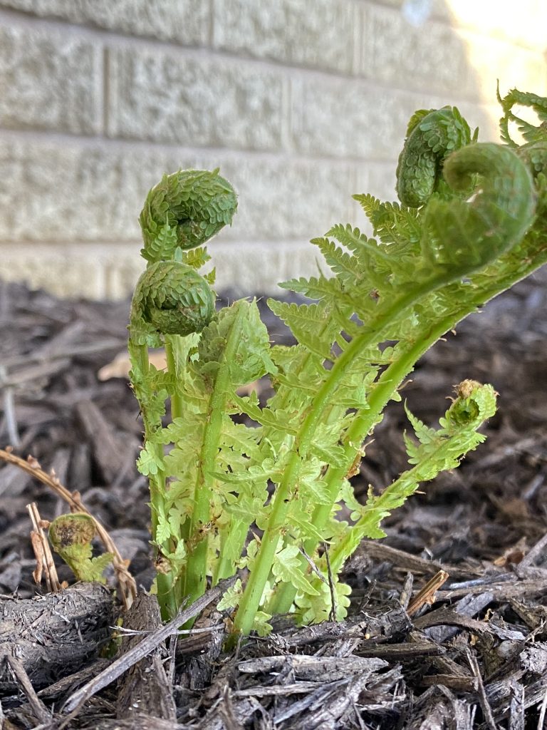 Small green fern curls