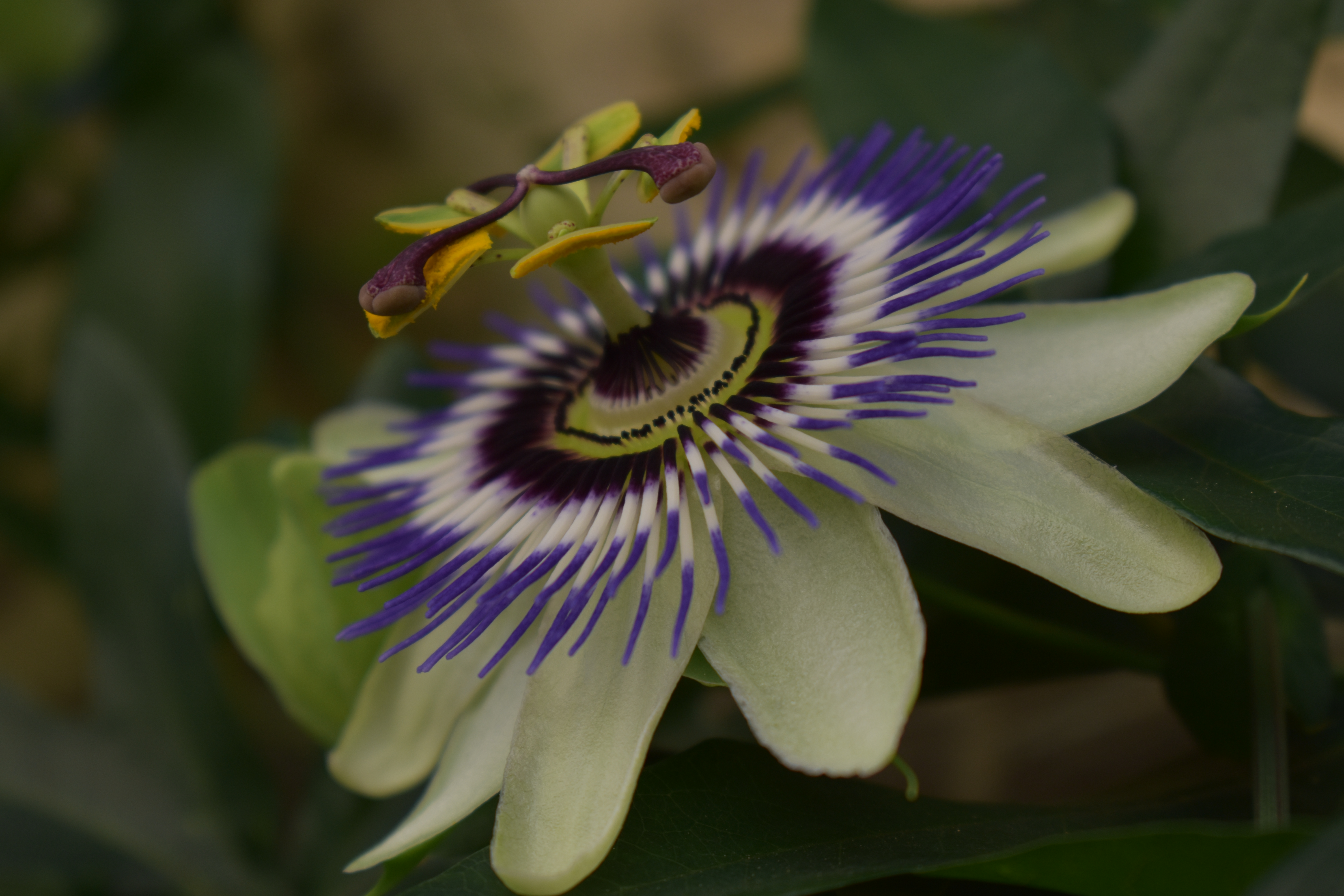 A close-up image of a passion flower showing its striking radial symmetry with white petals, a purple and white corona, and prominent yellow and purple reproductive structures against a background of green leaves.