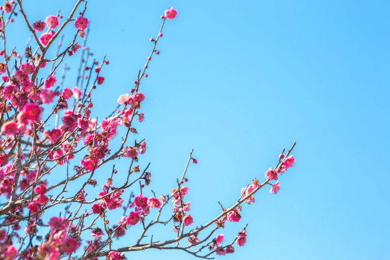 Plum blossom