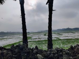 2 Palm trees in Gazipur, Bangladesh

