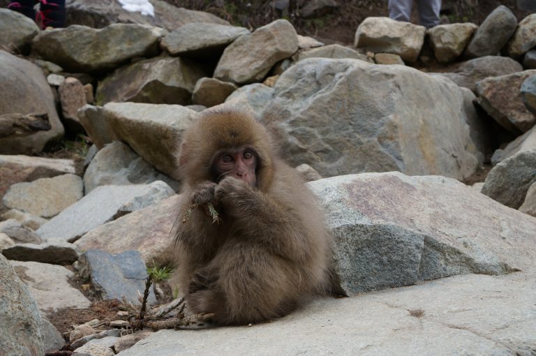 Child Snow Monkey in Jigokudani Onsen, Japan. 地獄谷野猿公苑の温泉に入る日本猿の子供