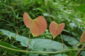 Two heart-shaped leaves
