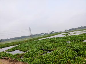 A small river in Gazipur, Bangladesh
