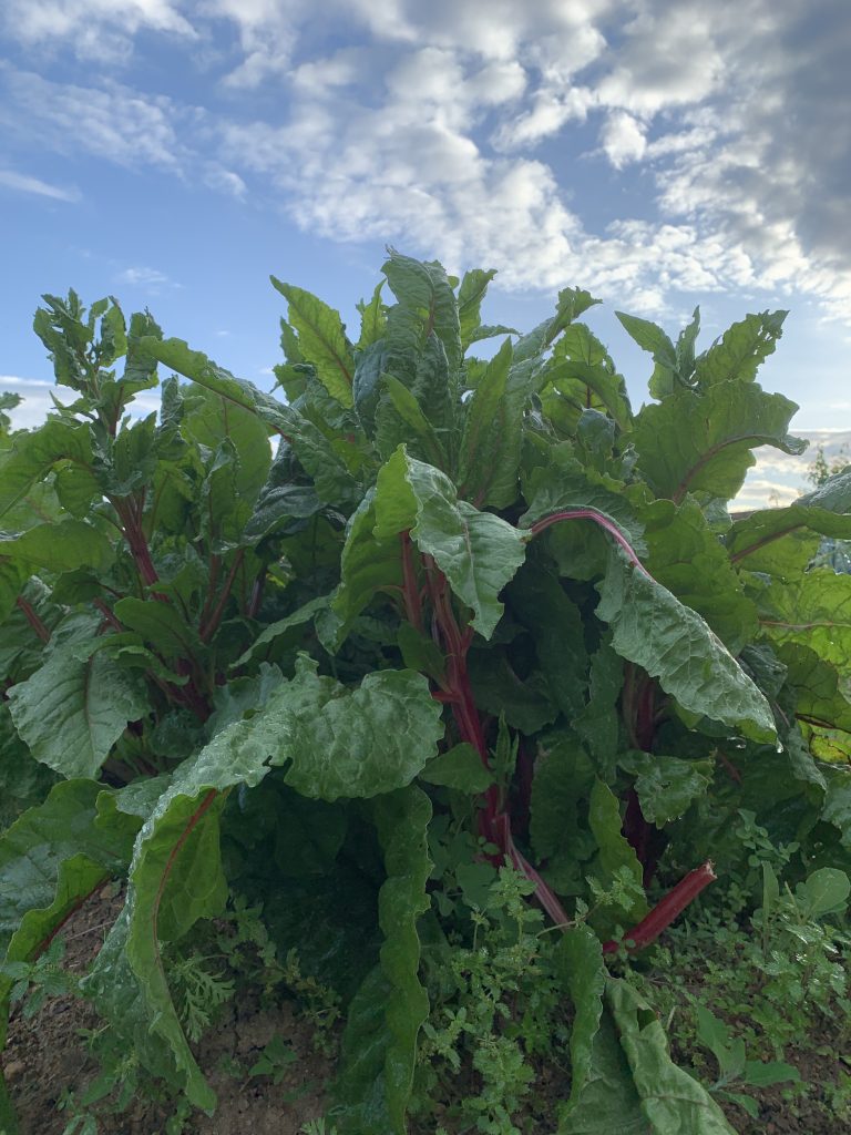 Chard in the vegetable garden at sunset