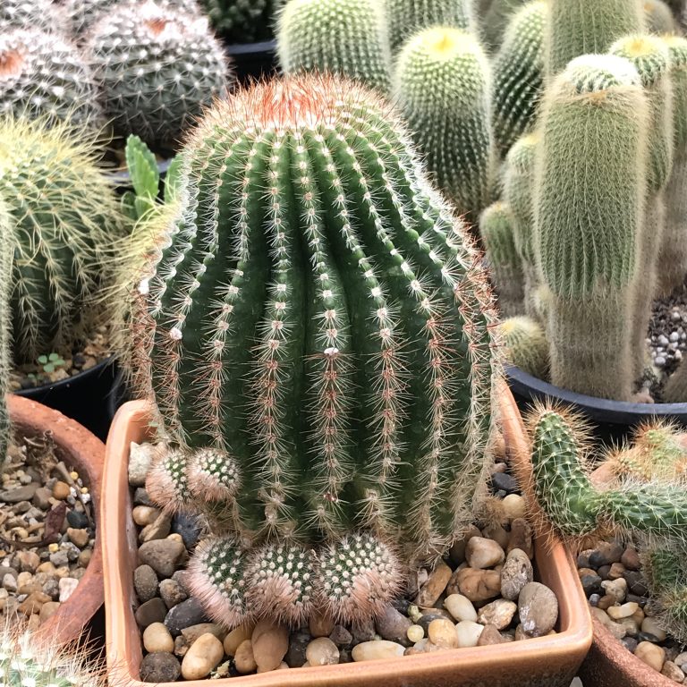 Cactus with thorns in a pot