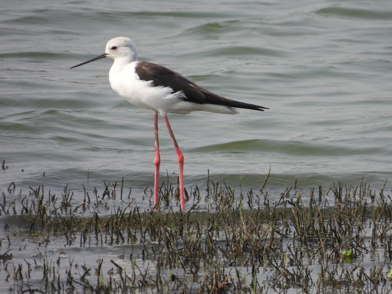 Black-Winged Stilt