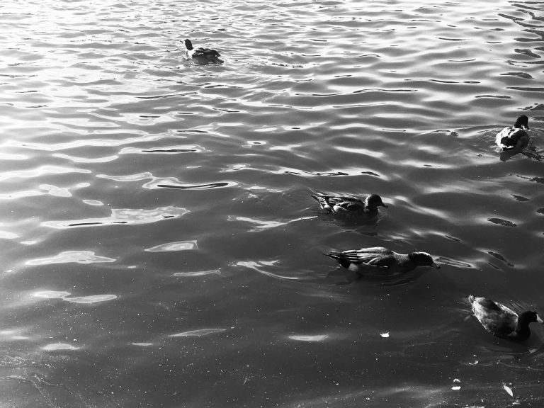 Monochrome image of five ducks leisurely swimming on a rippling water surface.