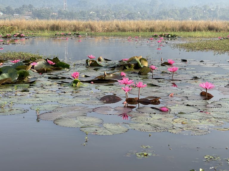 Water lilies