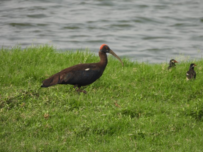 Red Naped Ibis