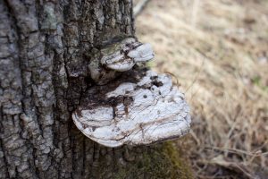 white mushrooms on tree