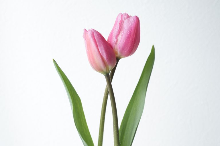 pink tulips