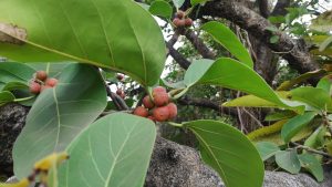 Ficus benghalensis | Indian Banyan