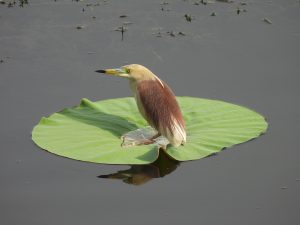 Indian Pond Heron
