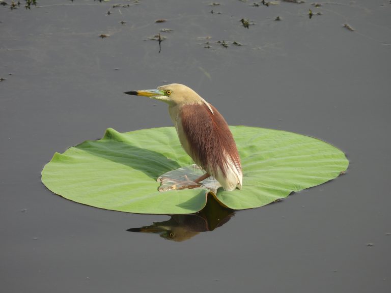 Indian Pond Heron