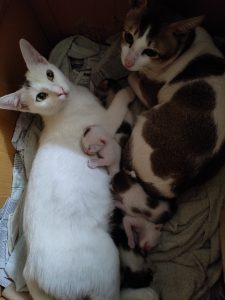 Cats & kittens
