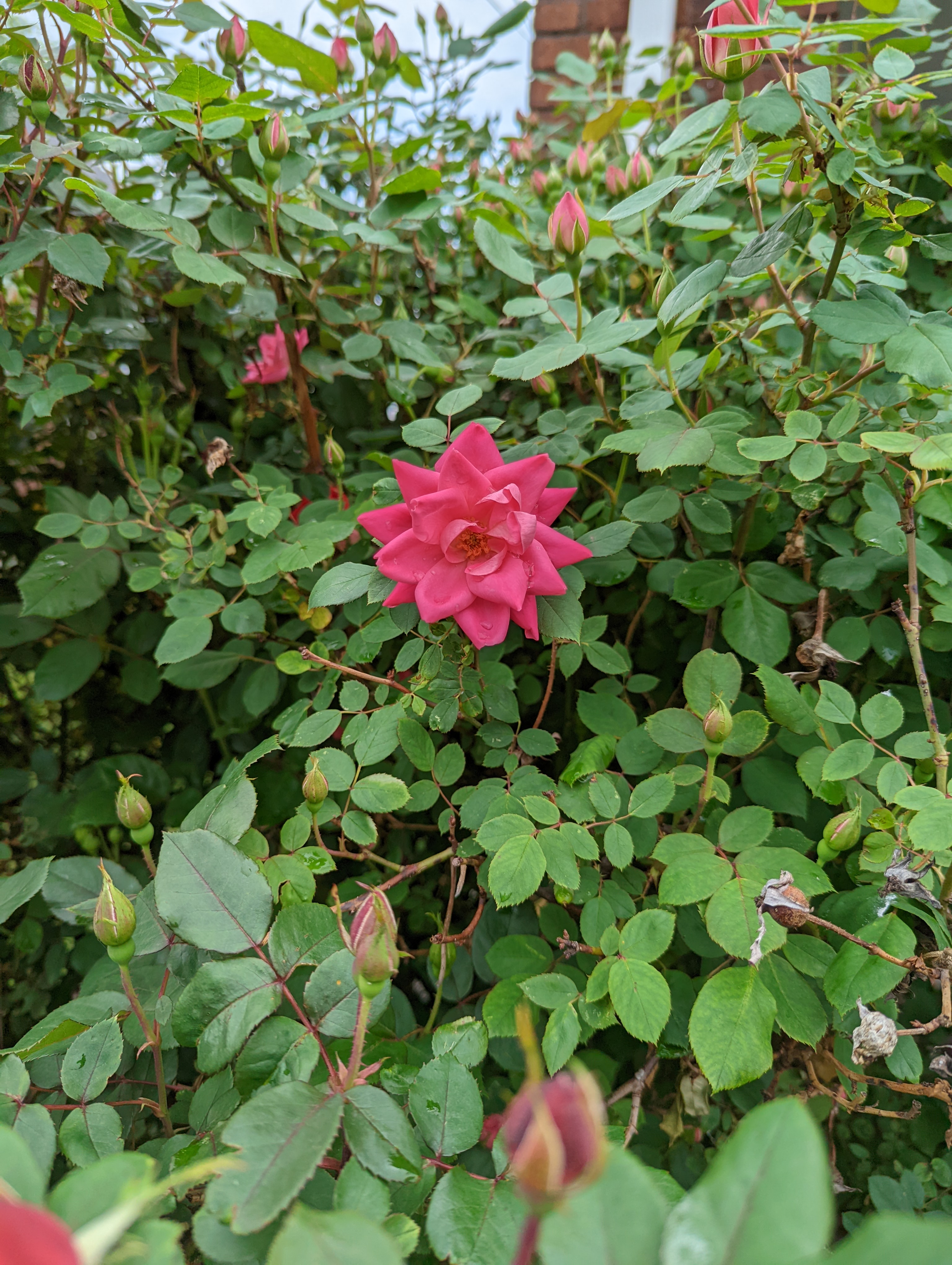 One rose growing early, from a big rose bush, with no other roses. Yet.