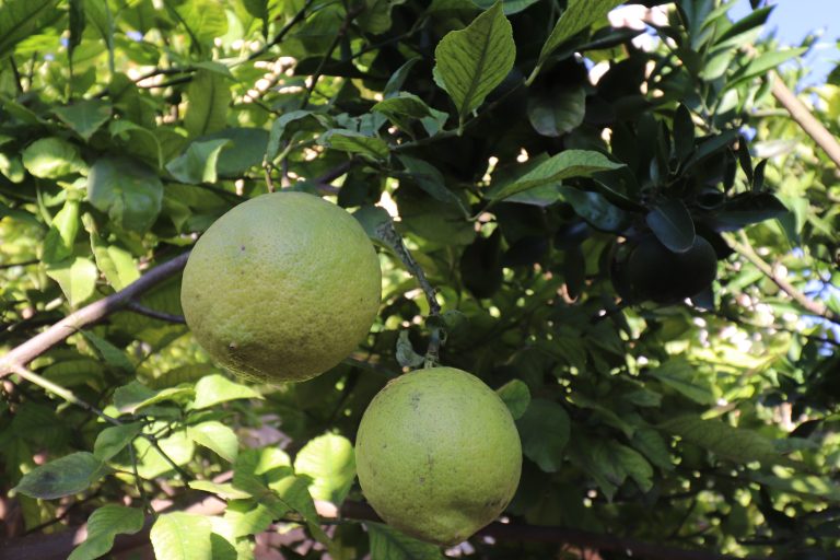 Lemons from the garden