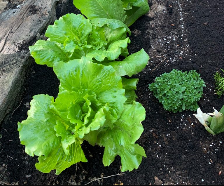 Lettuce from the garden