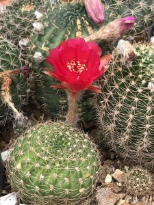 Cactus with bloom flower
