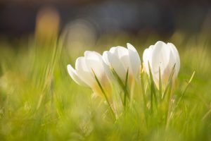 Crocus flowers in a grass field