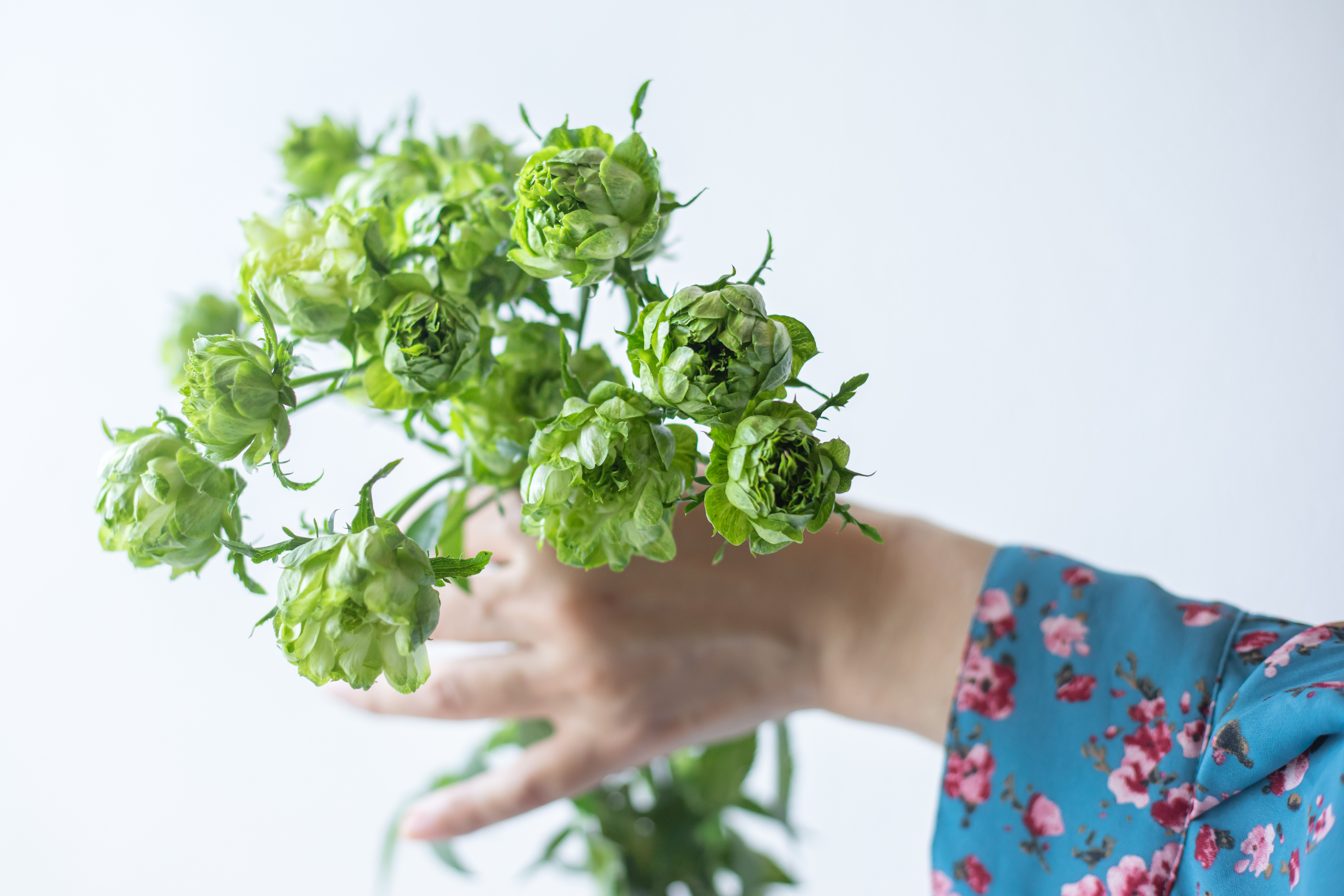 green little roses