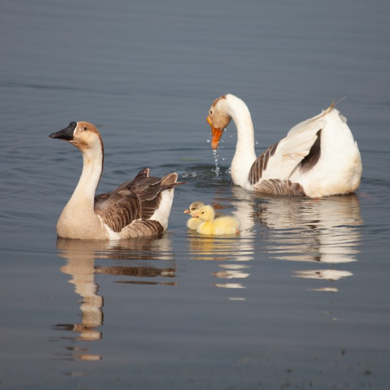 Chinese Goose