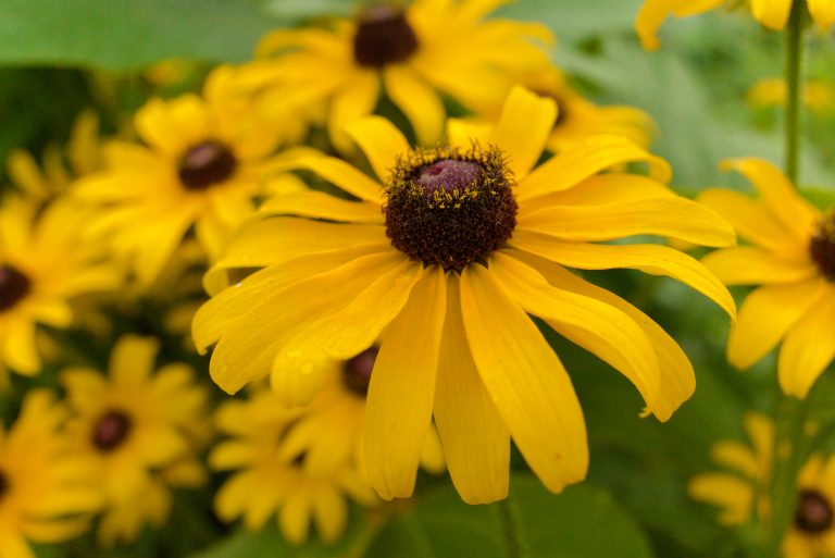 Yellow Rudbeckia Flower