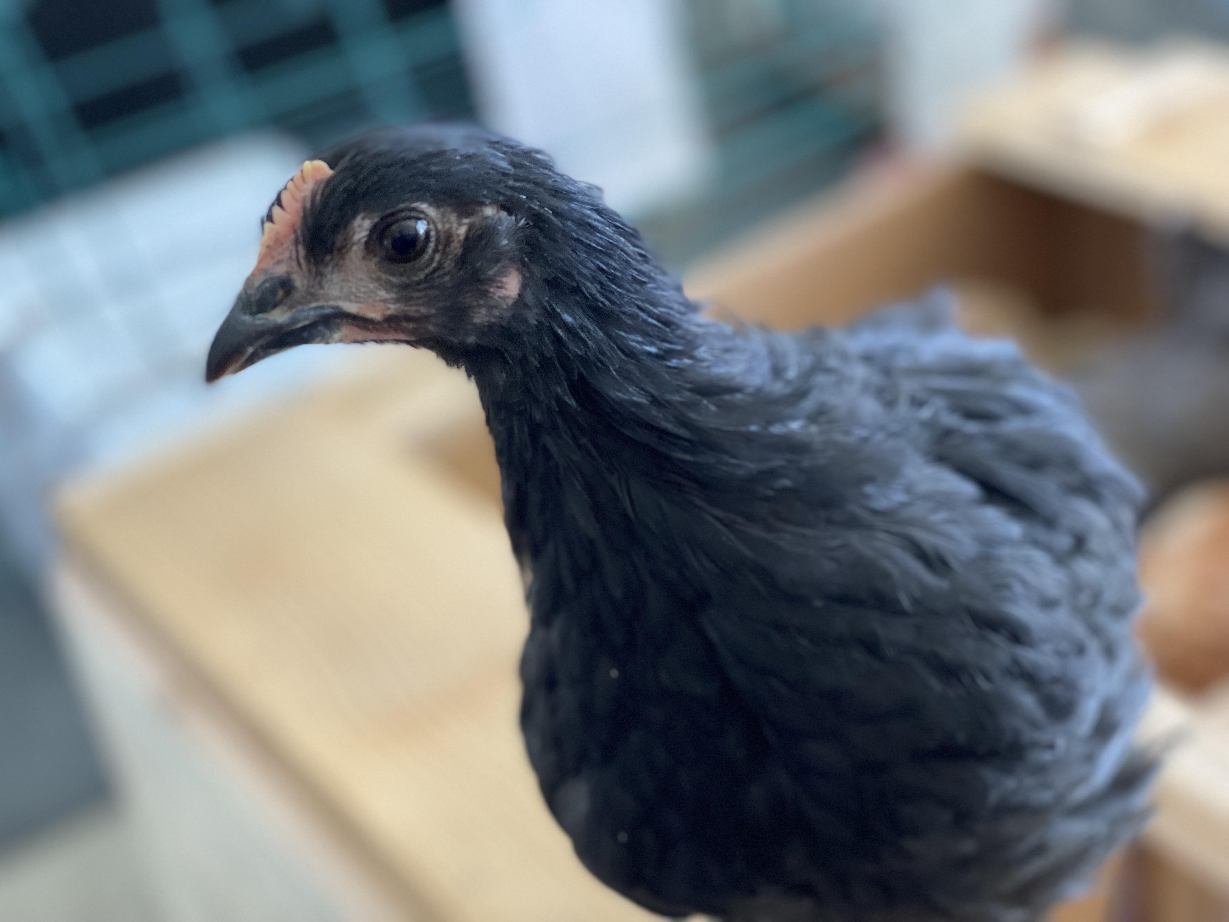 Black Maran sex link pullet