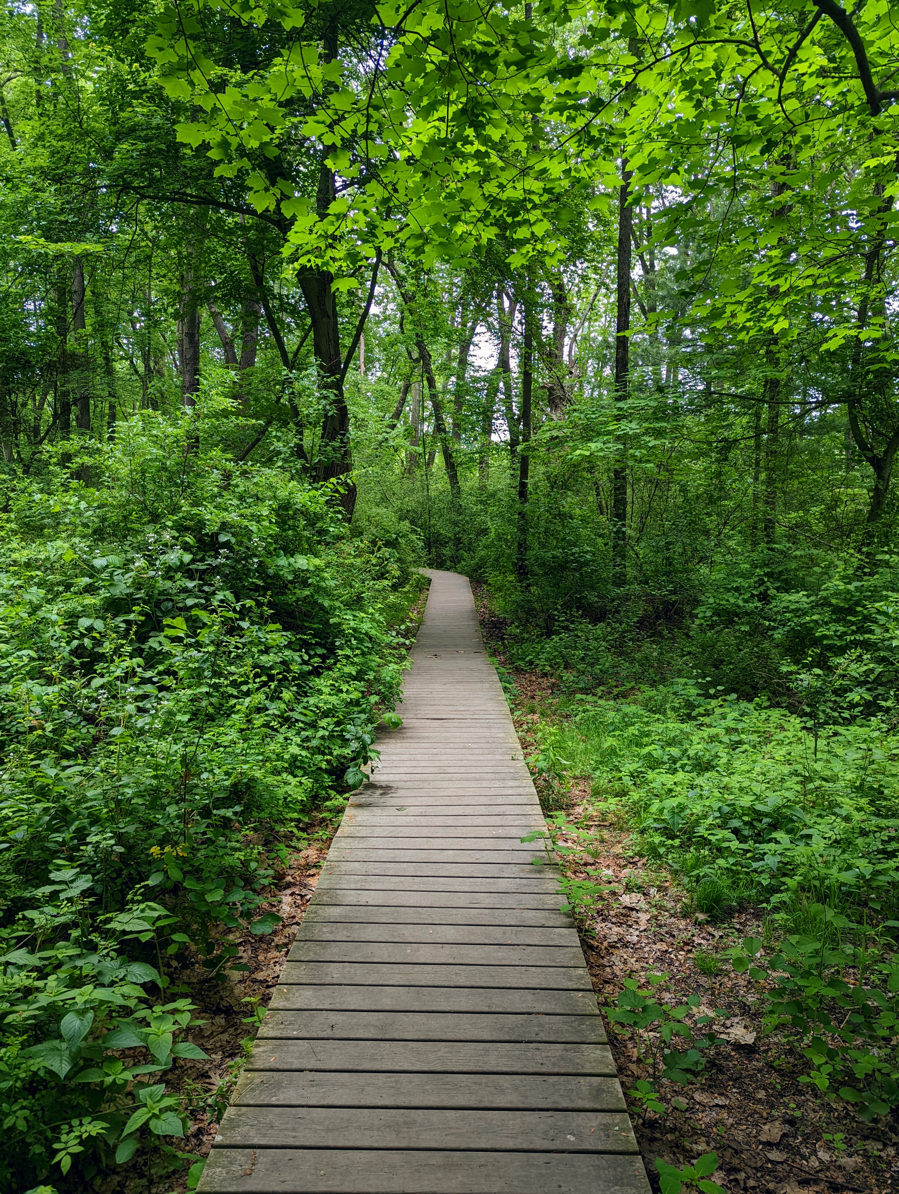 A wooden boardwalk meanders through a dense, green forest. Lush foliage and trees frame the path, while the vibrant green leaves create a canopy overhead.