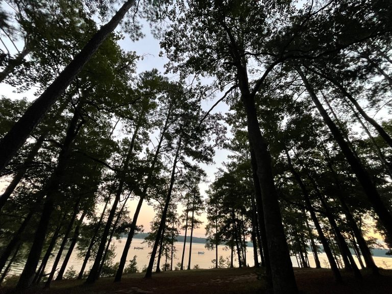 A Morning in the Lakeside Forest