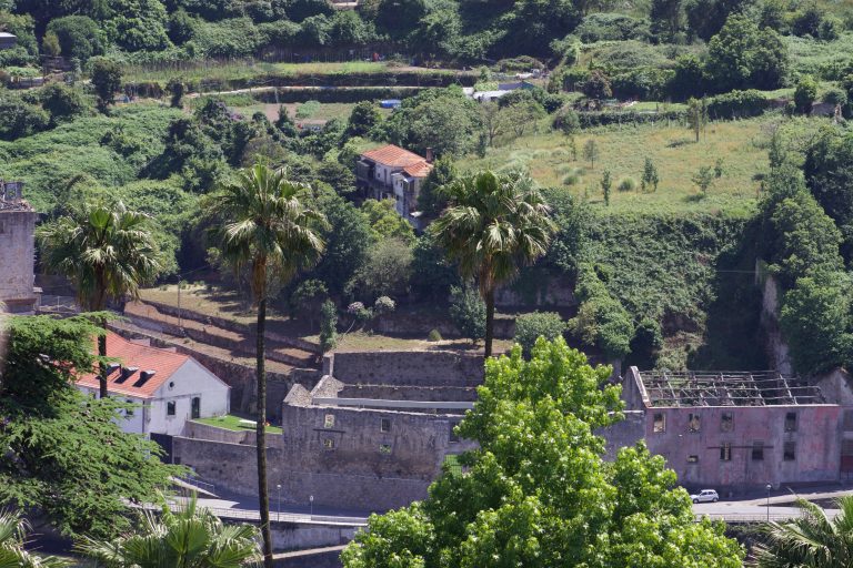 Palm trees and buildings in Porto, Portugal