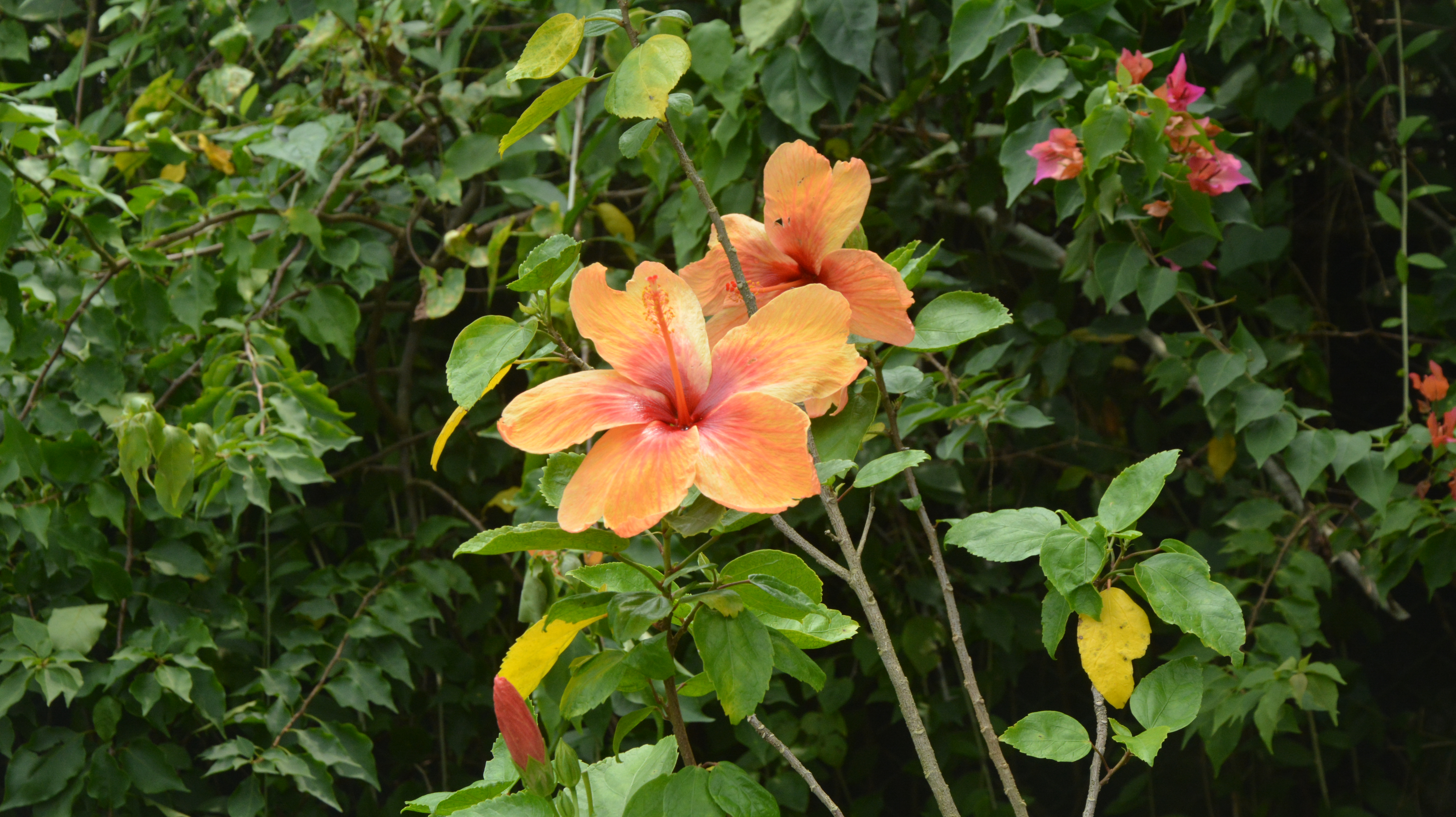 Two china rose flowers