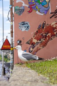 Seagull on a wall in front of some graffiti