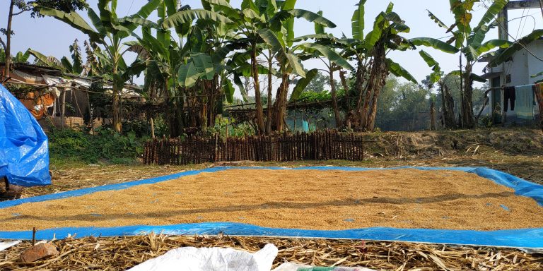 Paddy sun kiss, Bangladesh Rural Area.