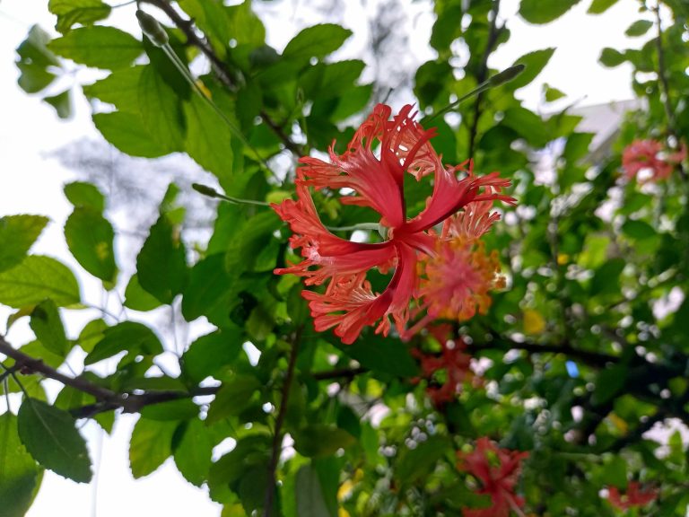 Hibiscus flower ( joba flower )