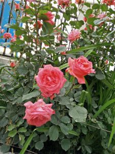 View larger photo: Roses from Garden