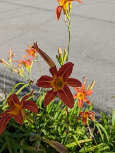 An orange flower