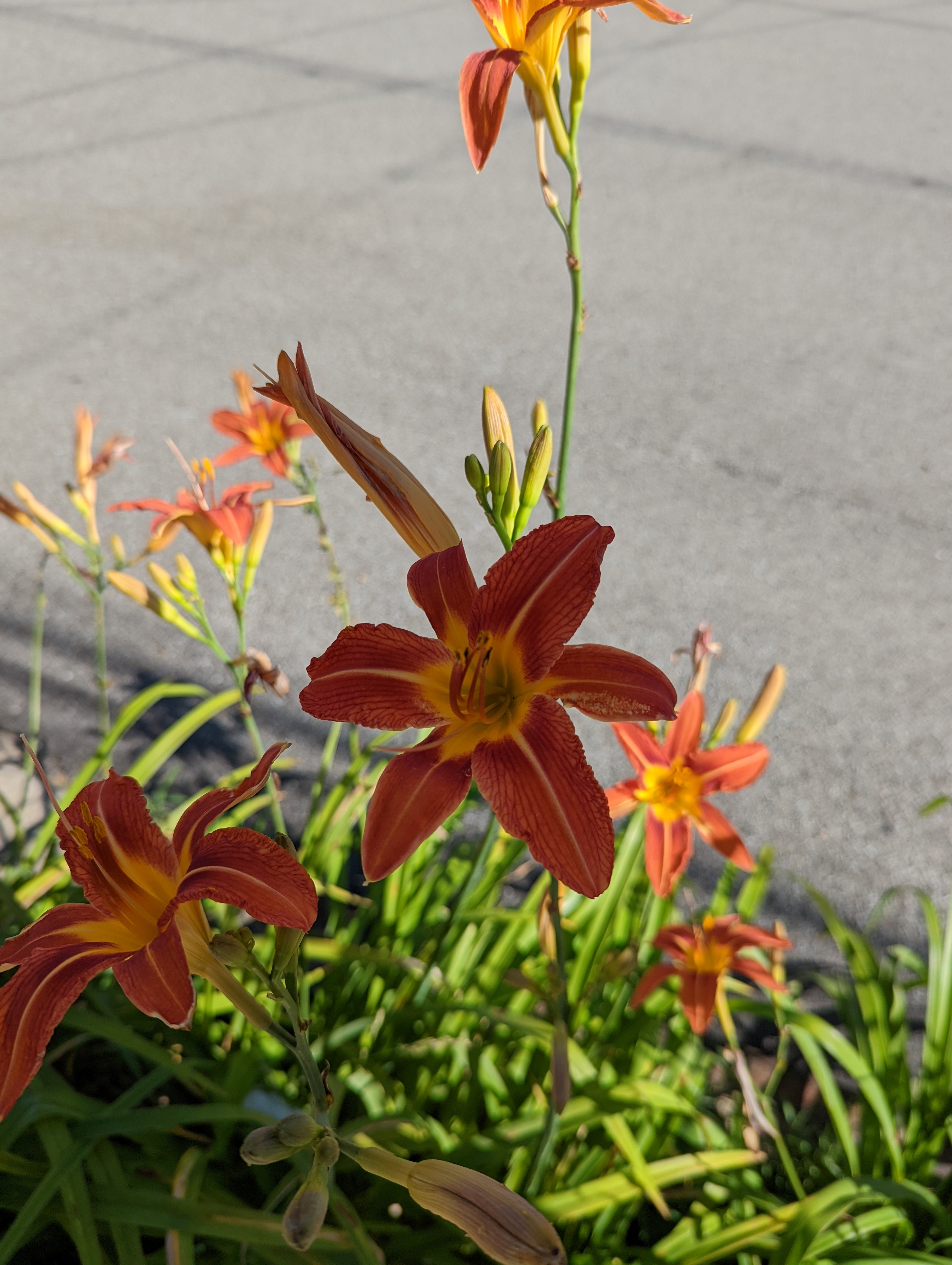 An orange flower