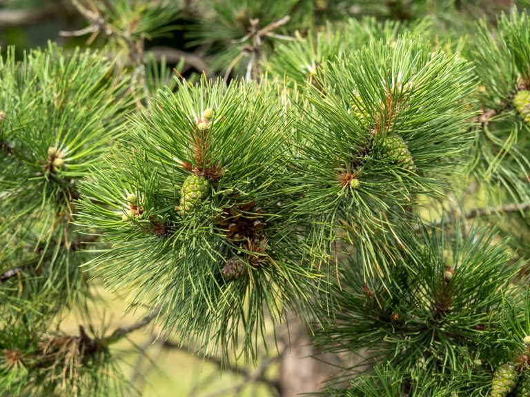 New growth pine cone