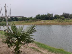 A little palm tree beside a water lake in Purbachal New Town.