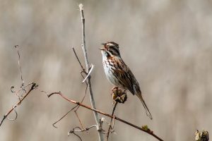 Song sparrow on twig