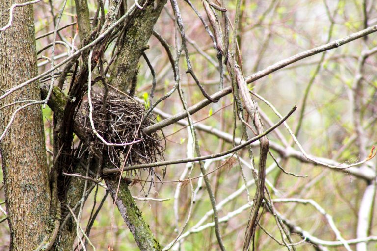 Bird’s nest in the swamp