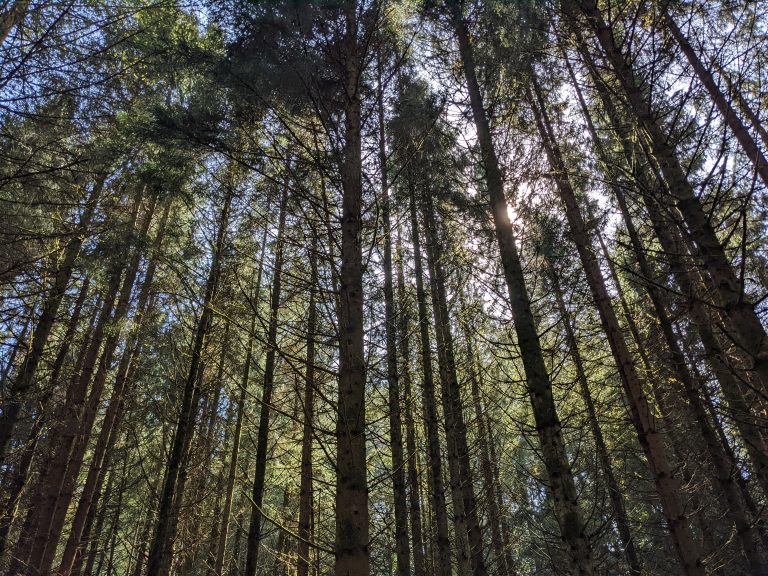 Sunlight through trees